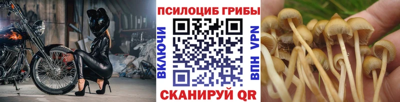 Галлюциногенные грибы Psilocybe  купить закладку  Шумиха 